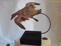 /album/galerie-photos/sarcelle-d-hiver-4-jpg/